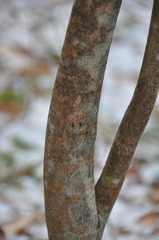 Dirca palustris