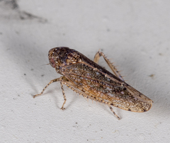 Paraphlepsius irroratus