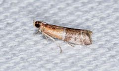 Moodna pallidostrinella