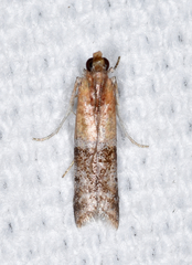 Moodna pallidostrinella
