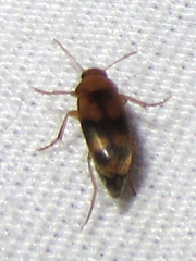 Diclidia