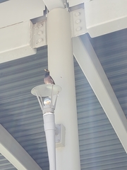 Acridotheres tristis