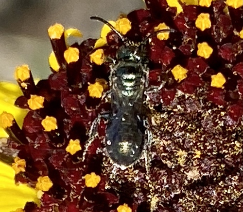 iNaturalist observation photo of Zadontomerus