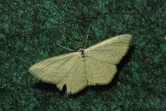 Scopula virgulata