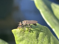 Eudioctria