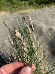 Poa macrantha