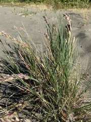 Poa macrantha