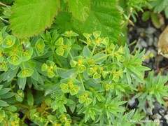Euphorbia portlandica