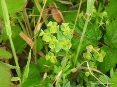 Euphorbia portlandica