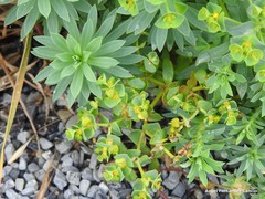 Euphorbia portlandica