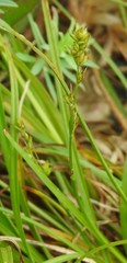 Carex divulsa divulsa