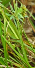 Carex divulsa divulsa
