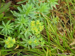 Euphorbia portlandica