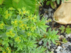 Euphorbia portlandica