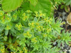Euphorbia portlandica