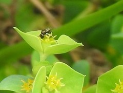 Euphorbia portlandica