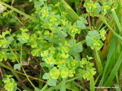 Euphorbia portlandica