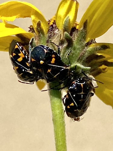 iNaturalist observation photo of Harlequin Bug