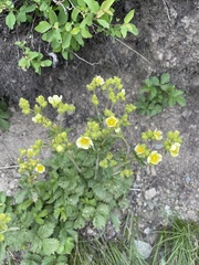 Drymocallis pseudorupestris