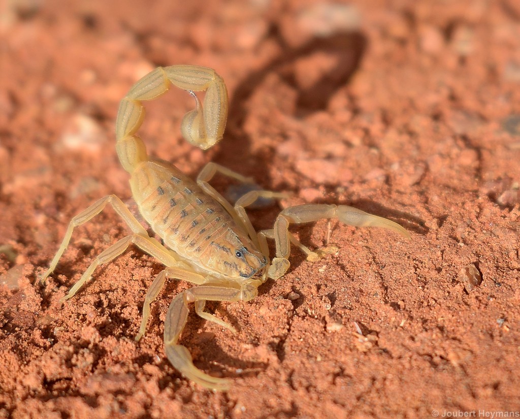 South-western Nomad Scorpion