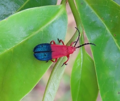 Thonalmus chevrolati