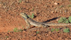 Agama aculeata aculeata