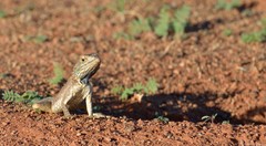 Agama aculeata aculeata