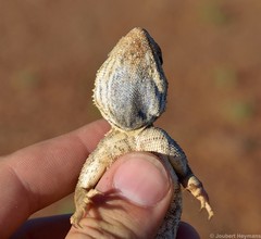 Agama aculeata aculeata