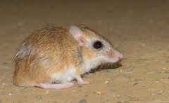 Gerbilliscus vallinus