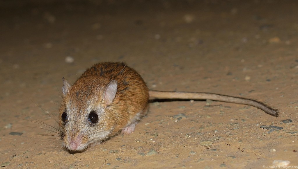 Bushy-tailed Hairy-footed Gerbil (Gerbilliscus vallinus)