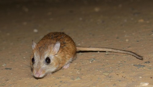 Bushy-tailed Hairy-footed Gerbil (Gerbilliscus vallinus) — Least Concern Mammalia