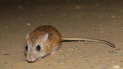 Gerbilliscus vallinus