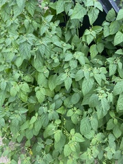 Solanum