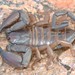 Fine Rock Scorpion - Photo (c) Joubert Heymans, some rights reserved (CC BY-NC-ND), uploaded by Joubert Heymans