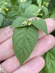 Solanum