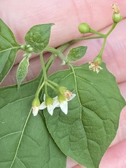 Solanum