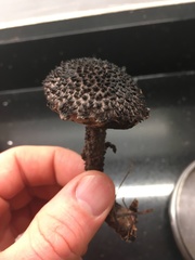 Strobilomyces strobilaceus image