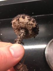 Strobilomyces strobilaceus image