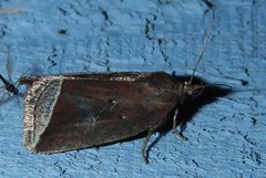 Capis curvata