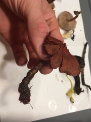 Cortinarius marylandensis