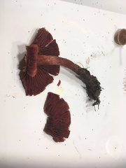 Cortinarius marylandensis