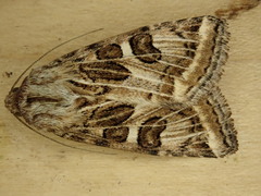 Protoschinia nuchalis