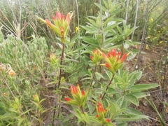 Castilleja tenuiflora
