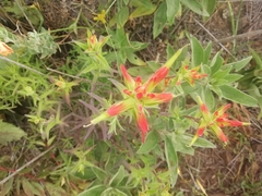 Castilleja tenuiflora