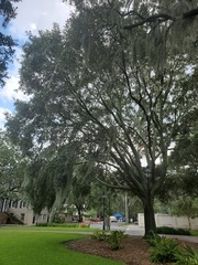 Tillandsia usneoides