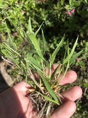 Dichanthelium lanuginosum