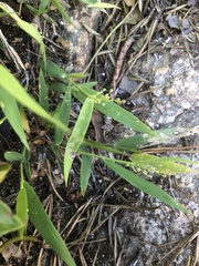 Dichanthelium lanuginosum