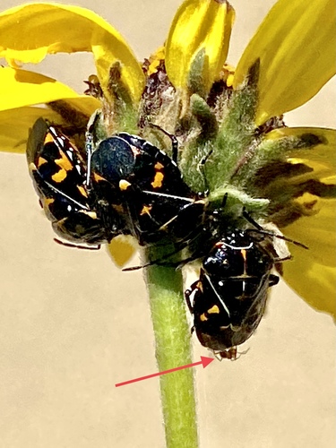 iNaturalist observation photo of Ants