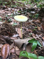 Leucocoprinus fragilissimus image