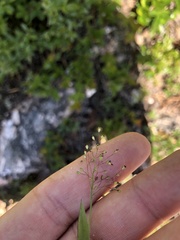 Dichanthelium lanuginosum